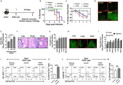 A Mouse Model of PPRV Infection for Elucidating Protective and Pathological Roles of Immune Cells